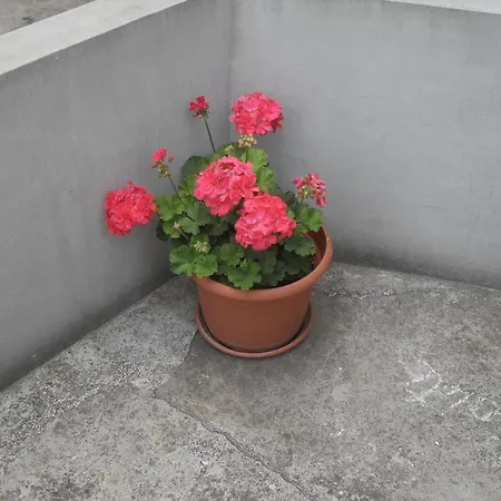 Apartment Maja *